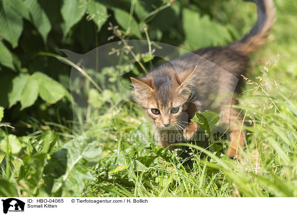 Somali Kitten / HBO-04065