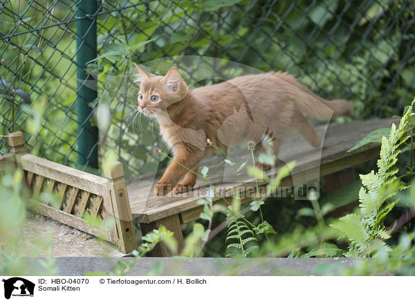 Somali Kitten / HBO-04070