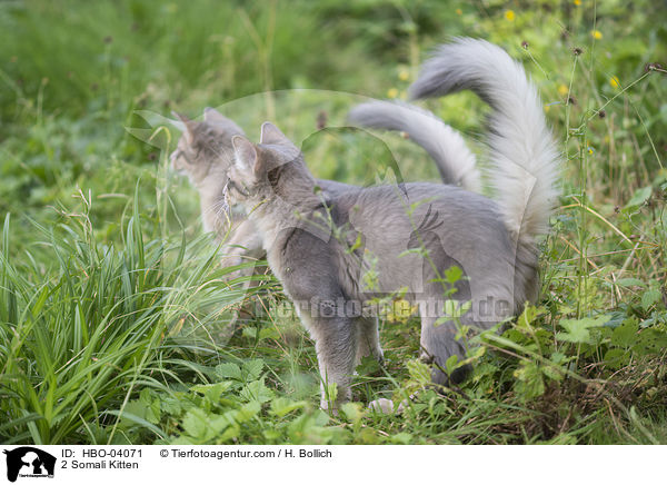 2 Somali Kitten / HBO-04071
