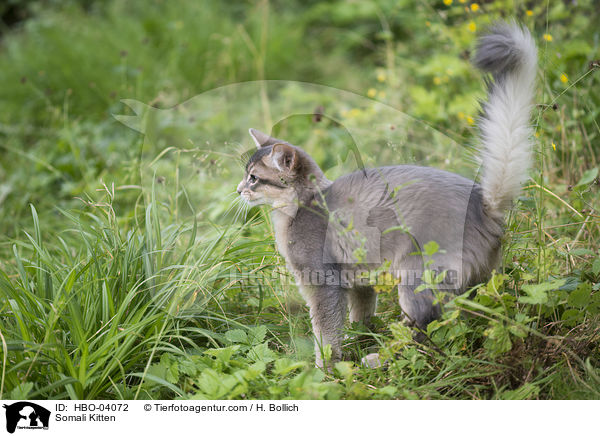 Somali Kitten / HBO-04072