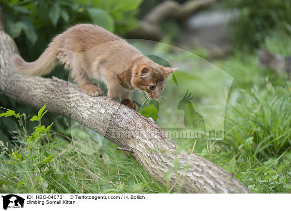 climbing Somali Kitten / HBO-04073
