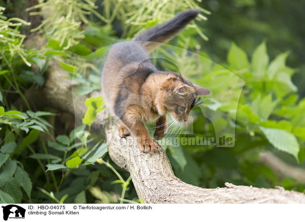 climbing Somali Kitten / HBO-04075