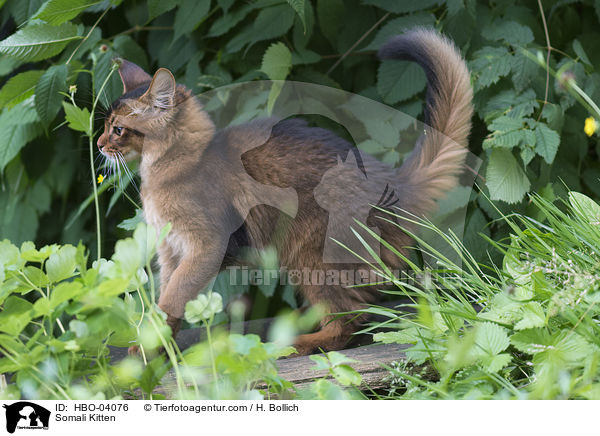 Somali Kitten / HBO-04076