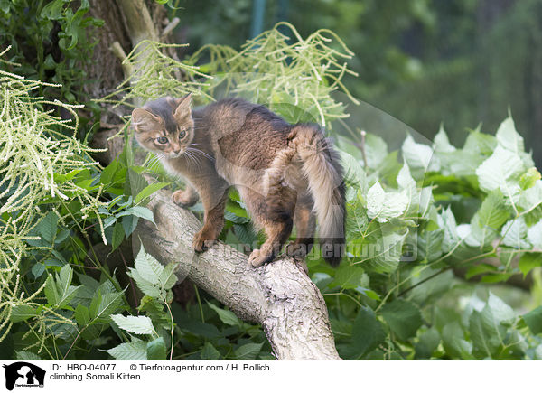 climbing Somali Kitten / HBO-04077