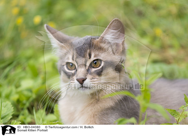 Somali Kitten Portrait / HBO-04080