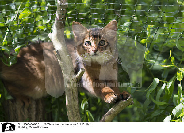 climbing Somali Kitten / HBO-04083