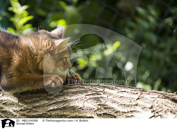 Somali Kitten / HBO-04086