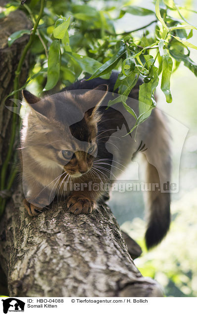 Somali Kitten / HBO-04088