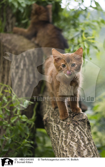 2 Somali Kitten / HBO-04095