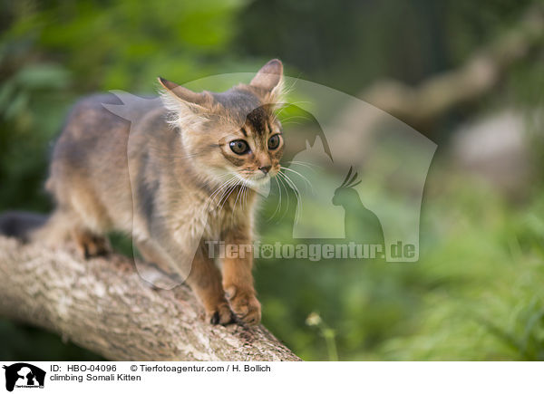 climbing Somali Kitten / HBO-04096