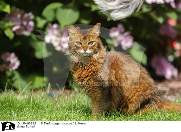 sitting Somali / JM-03932