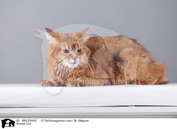 Somali Cat / MW-25842