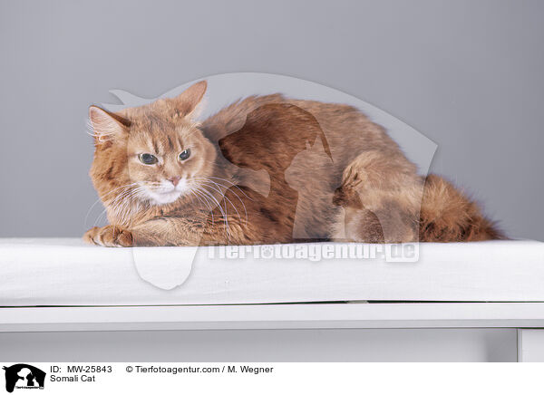 Somali Cat / MW-25843