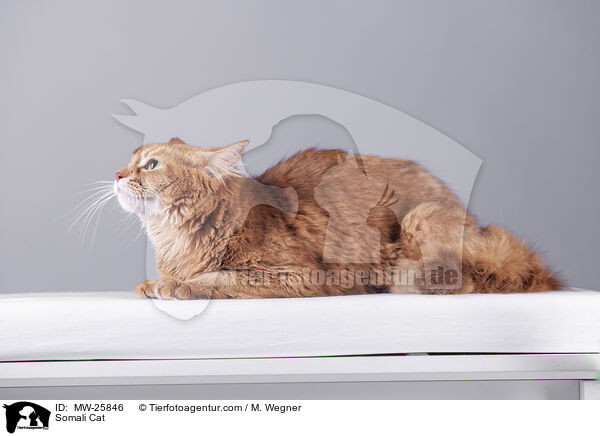 Somali Cat / MW-25846