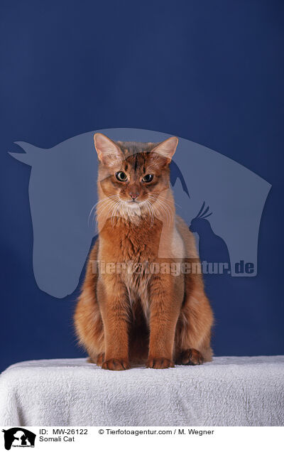 Somali Cat / MW-26122