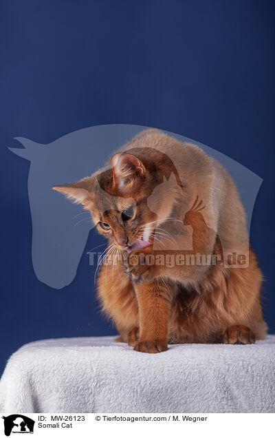 Somali Cat / MW-26123