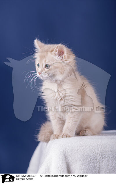 Somali Kitten / MW-26127
