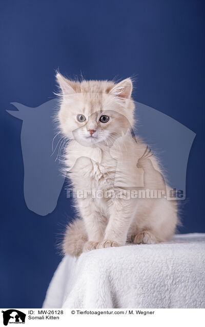Somali Kitten / MW-26128