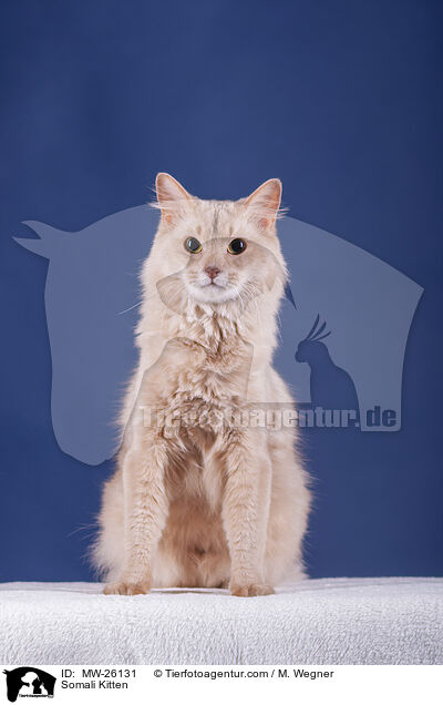 Somali Kitten / MW-26131