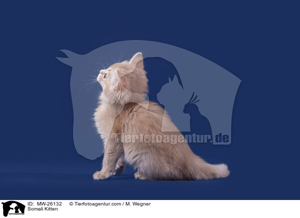 Somali Kitten / MW-26132