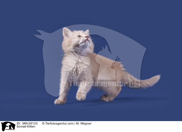 Somali Kitten / MW-26133