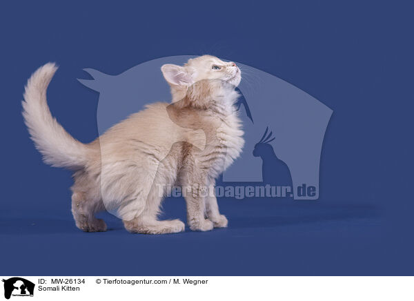 Somali Kitten / MW-26134