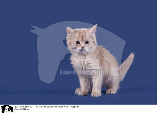 Somali Kitten / MW-26135