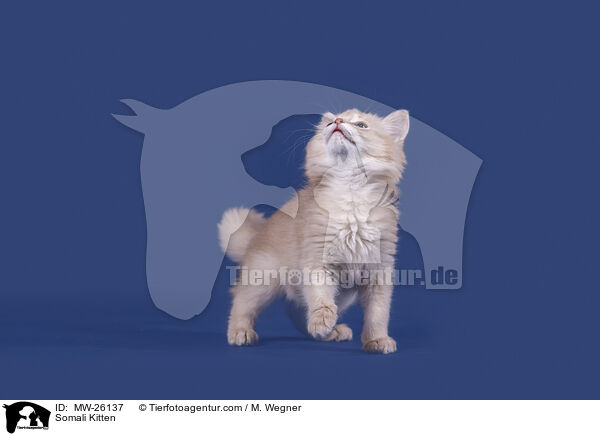 Somali Kitten / MW-26137