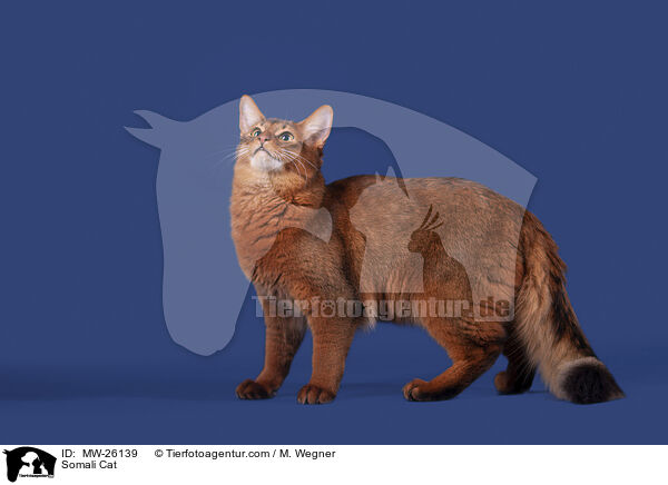Somali Cat / MW-26139