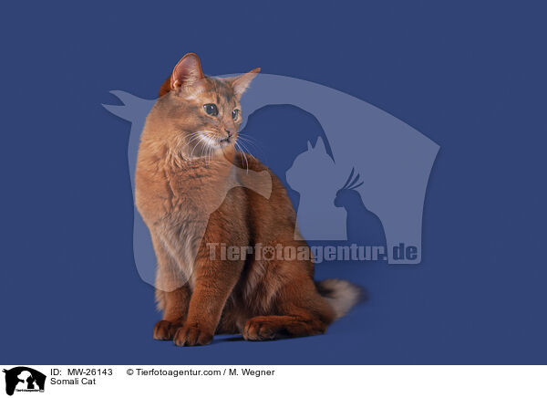 Somali Cat / MW-26143