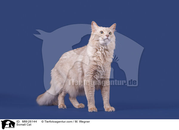 Somali Cat / MW-26144
