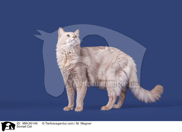Somali Katze / Somali Cat / MW-26146