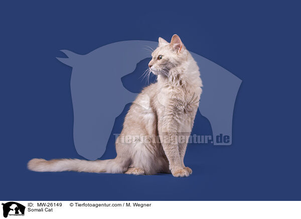 Somali Katze / Somali Cat / MW-26149