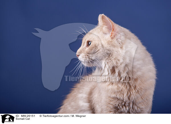 Somali Cat / MW-26151