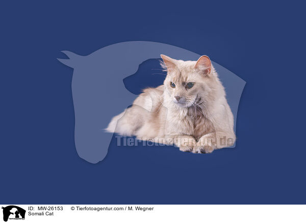 Somali Cat / MW-26153