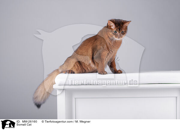 Somali Cat / MW-26160