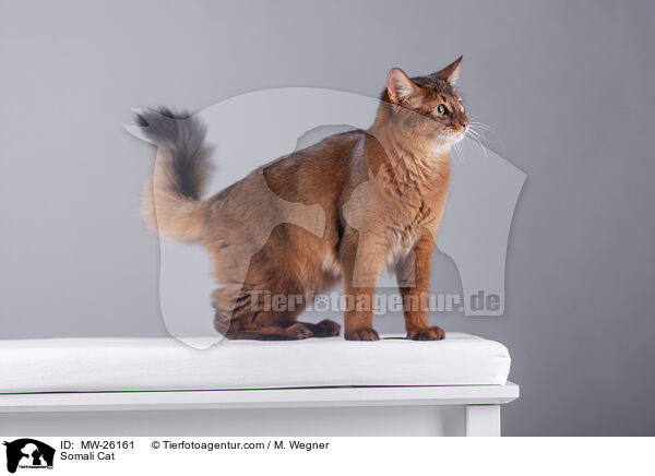 Somali Cat / MW-26161