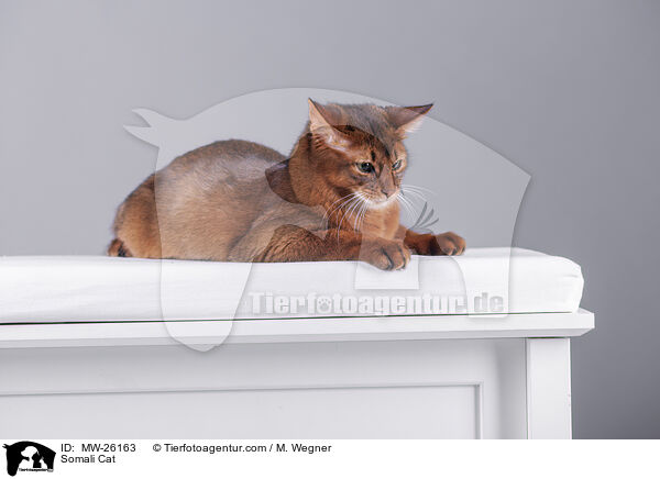 Somali Cat / MW-26163
