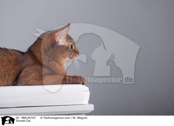 Somali Cat / MW-26167