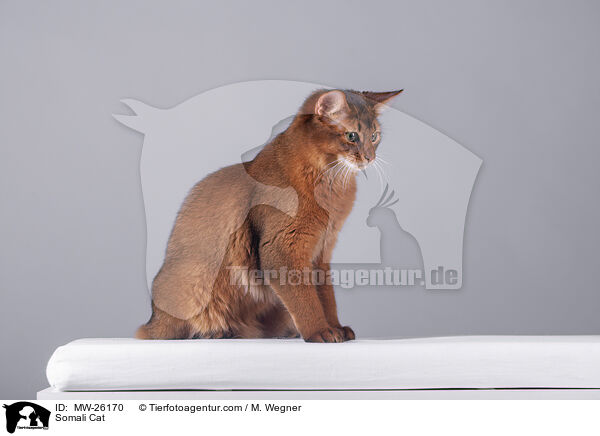 Somali Cat / MW-26170