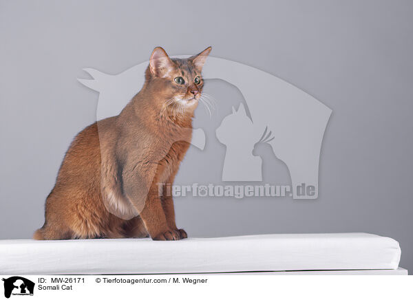 Somali Cat / MW-26171