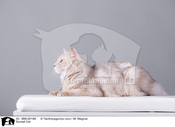 Somali Cat / MW-26186