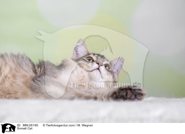Somali Katze / Somali Cat / MW-26190