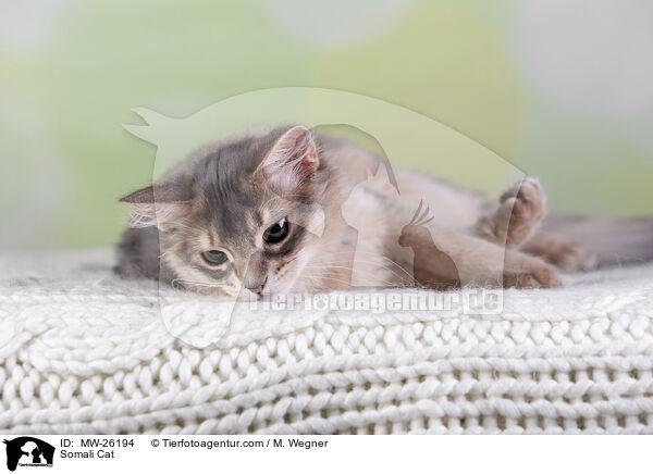 Somali Cat / MW-26194