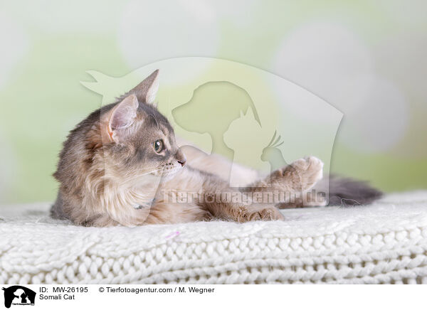 Somali Cat / MW-26195