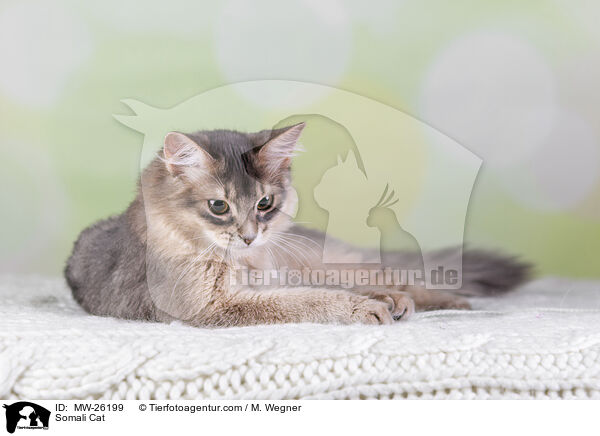Somali Cat / MW-26199