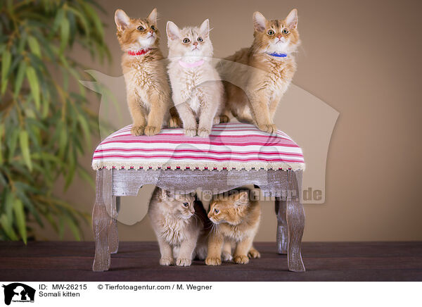 Somali kitten / MW-26215