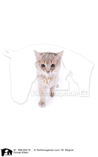 Somali Kitten / MW-26216