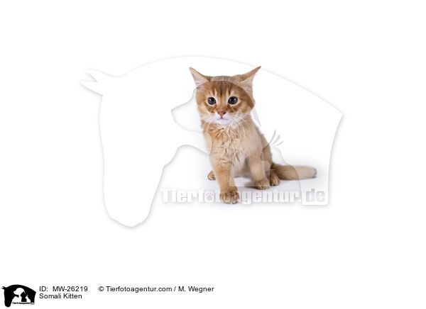 Somali Kitten / MW-26219