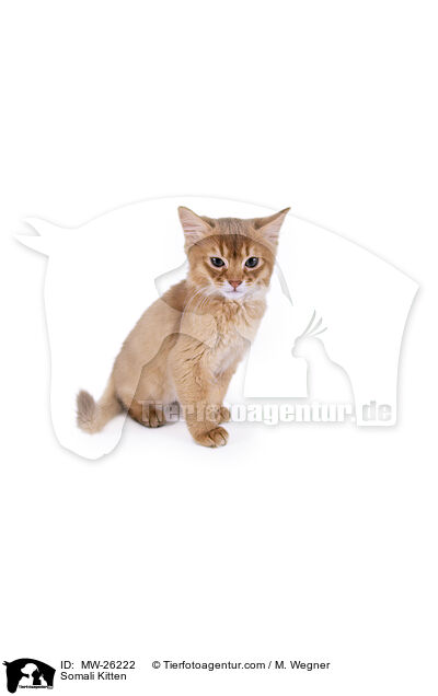 Somali Kitten / MW-26222
